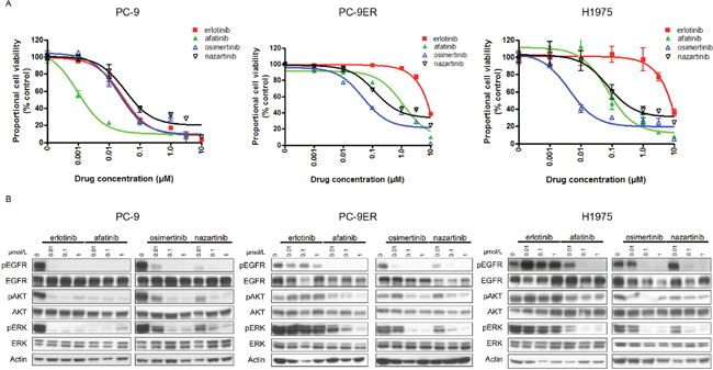 The sensitivities of lung cancer cell lines to EGFR-TKIs.