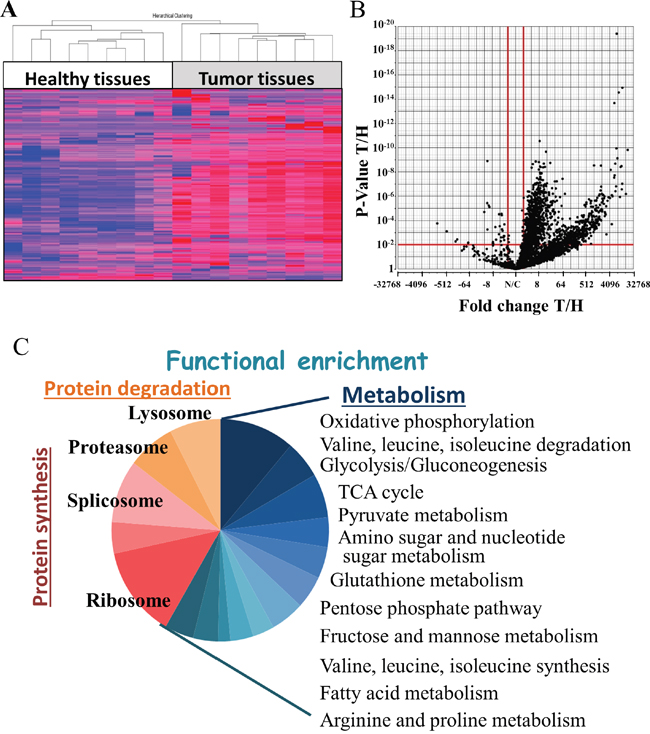 Statistical and functional analysis of protein expression in samples obtained from healthy and tumor lung samples of lung cancer patients.