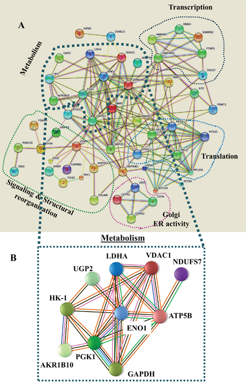 Network analysis of proteins that were differentially expressed in lung cancer patients.