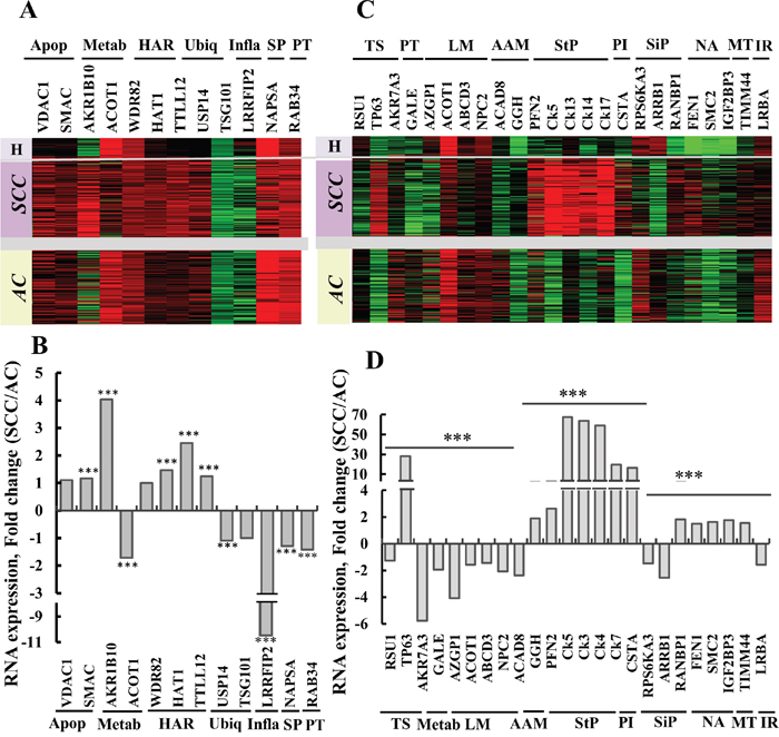 Gene expression as determined by RNAseq of potential protein markers in lung cancer patients.