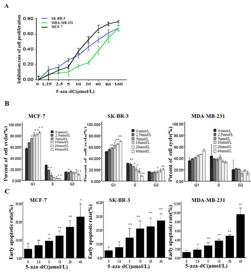 5-aza-dC induces cell proliferation inhibition along with cycle arrest and apoptosis.