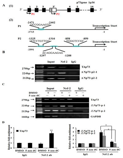 TAp73 and &#x394;Np73 are regulated by Nrf-2 through a regulatory region in p73 different promoters.