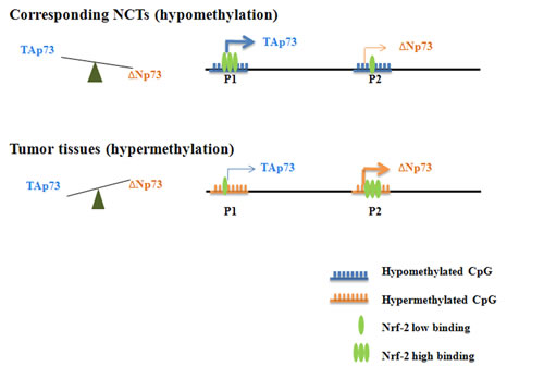 A schematic model of dynamic regulation of TAp73 and &#x394;Np73 expression.