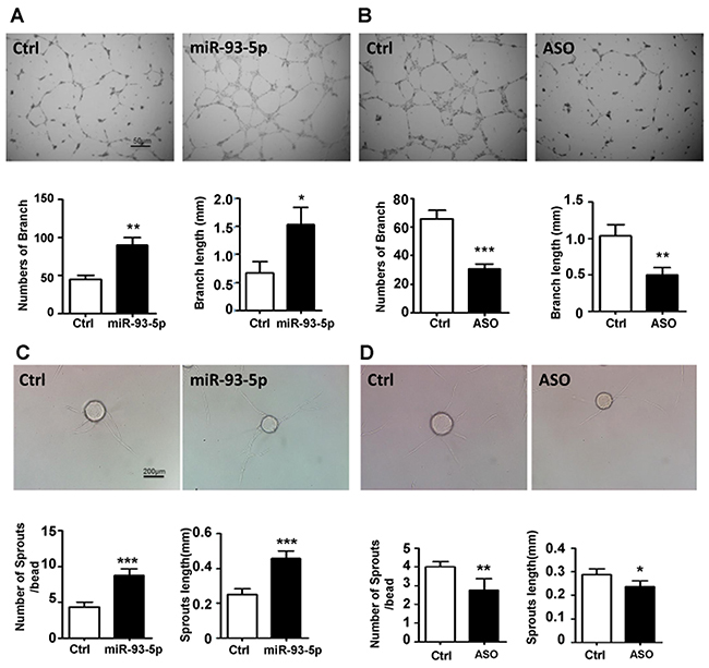 miR-93-5p promoted ECs lumen formation and sprouting in vitro.