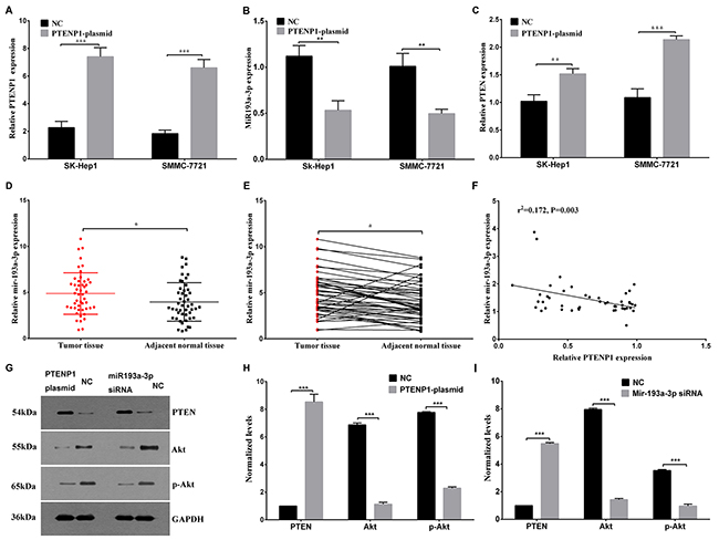 PTENP1 modulated the expression of miR-193a-3p and induced the regulation of the PTEN/Akt pathway.
