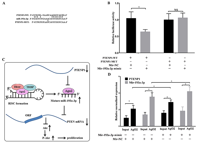 PTENP1 as a sponge directly interacted with miR-193a-3p.