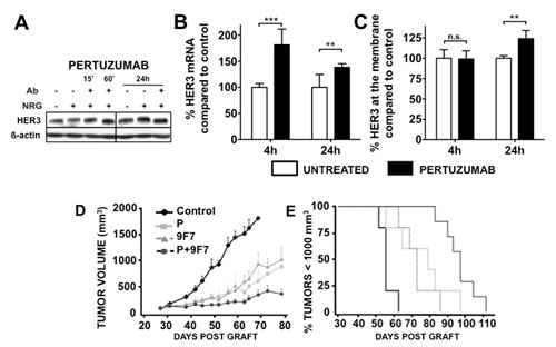 Effect of pertuzumab on HER3 protein (A) and mRNA (B) expression.