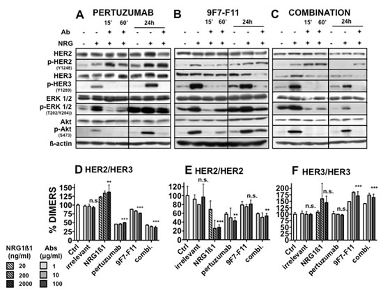 Effect of pertuzumab and of the anti-HER3 antibody 9F7-F11 on HER2, HER3 and downstream signaling pathways in BxPC-3 cells.