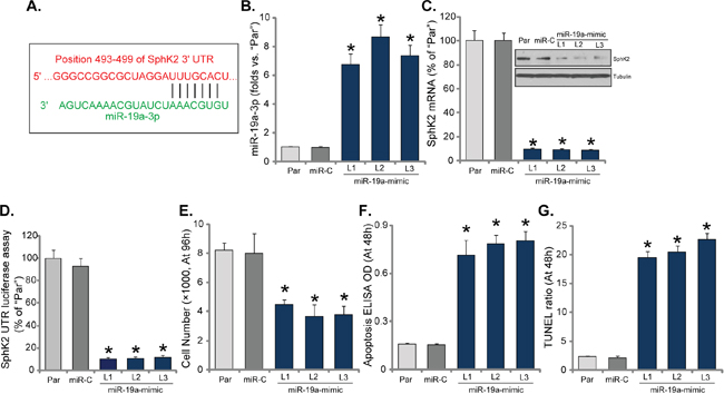 Expression of microRNA-19a silences SphK2 and inhibits OS cell growth.