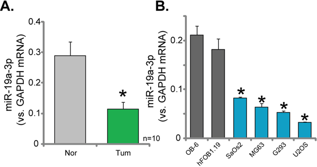 Downregulation of miR-19a-3p in human OS tissues and cells.