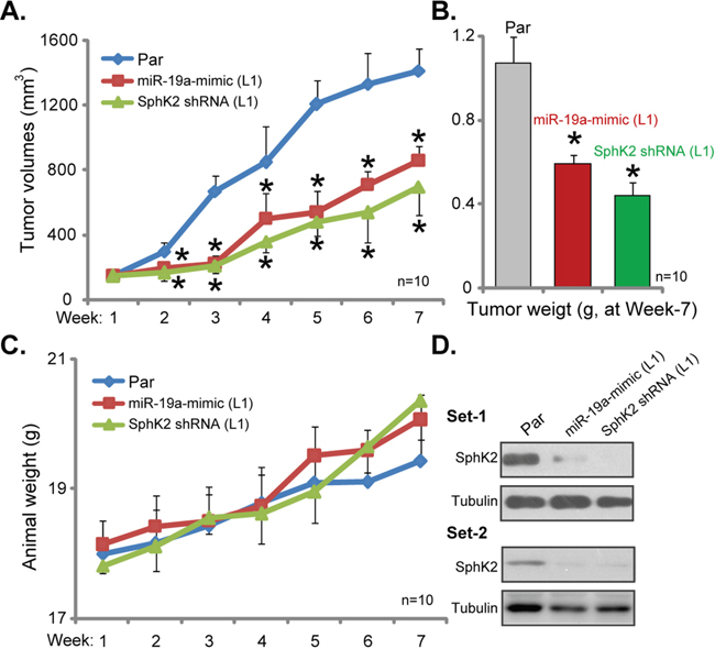 Silence of SphK2 inhibits U2OS tumor growth in nude mice.