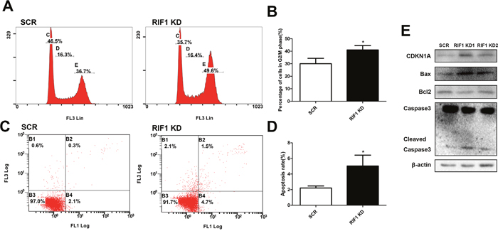 Effect of RIF1 on cervical cancer cell cycle progression and apoptosis.
