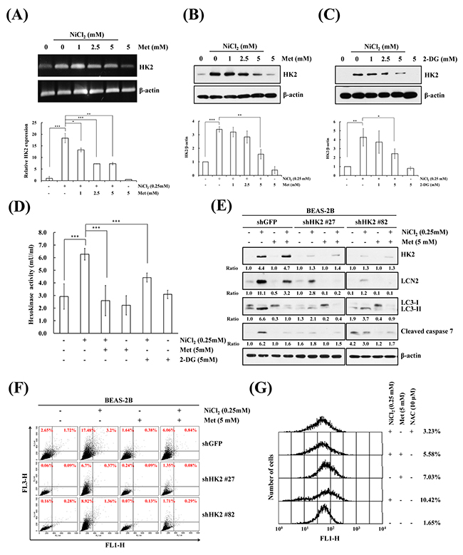 Inhibition of NiCl2-induced hexokinase 2 represses autophagy and apoptosis.