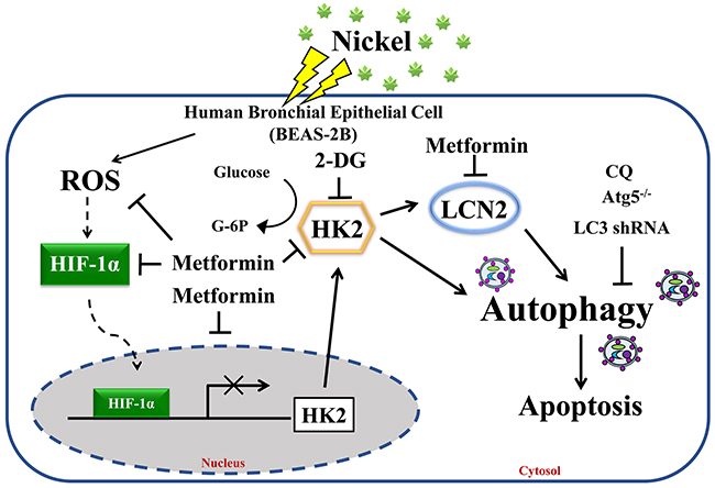 Proposed model and hypothesis of metformin-induced repression of HK2-driven autophagy following nickel exposure in BEAS-2B cells.