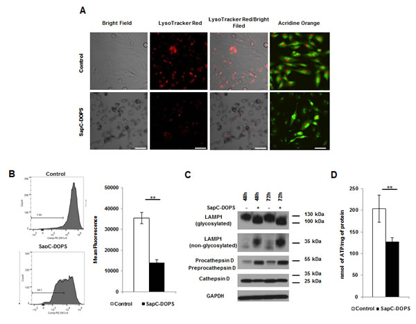 SapC-DOPS induces lysosomal cell death via membrane permeability and organelle dysfunction.