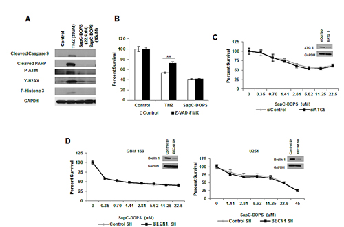 SapC-DOPS-induced cell death is independent of apoptotic and autophagic cell death.