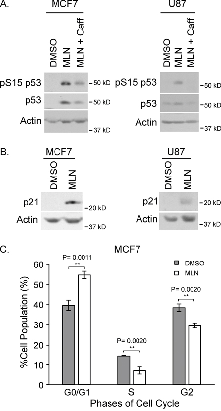 MLN4924 results in p53 activation and cell cycle arrest.