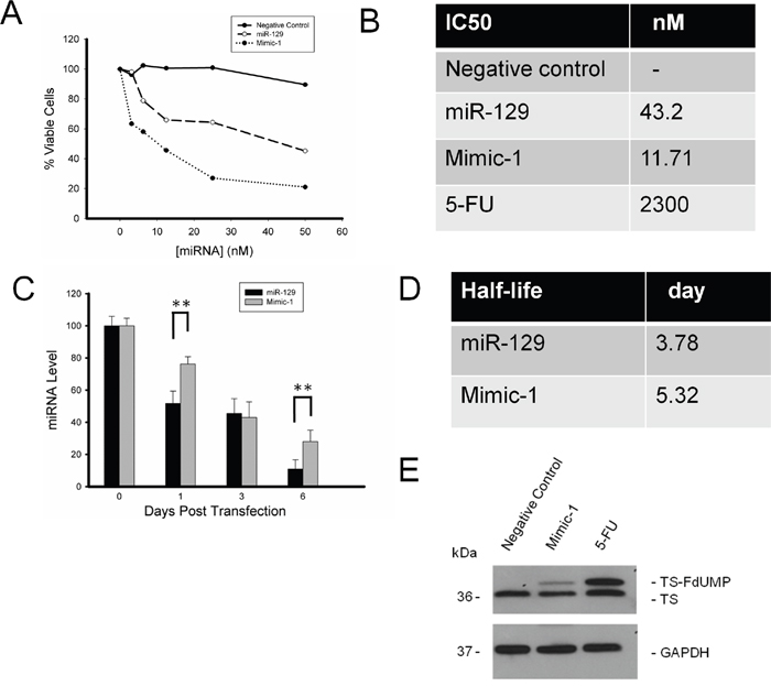 Determination of Mimic-1 half-life and IC50 concentration using HCT116 colon cancer cell lines.