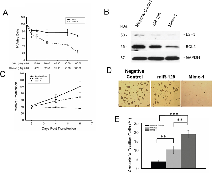 Mimic-1 is effective against chemoresistant colon cancer stem cells (CSCs).