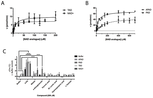 Enzyme kinetic data for PHGDH with various substrate analogues.