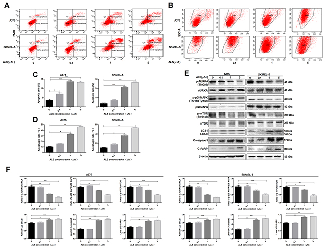 ALS induces apoptosis and autophagy in A375 and skmel-5 cells through inhibition of the p38 MAPK signaling pathway.