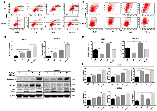 Inhibition of autophagy sensitizes A375 and skmel-5 cells to ALS-induced apoptosis.