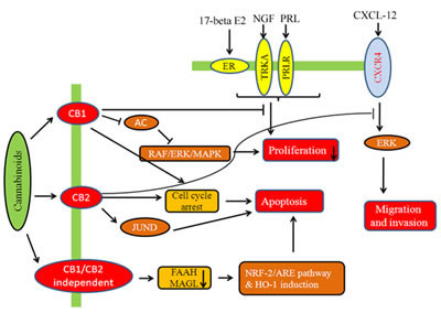 Fig.3: Modulatory effect of cannabinoids on hormone sensitive breast cancer cells.