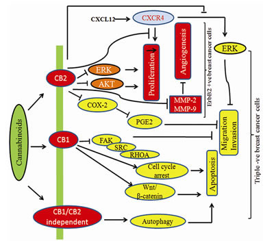 Fig.4: Modulatory effect of cannabinoids on HER-2 +ve and Triple &#x2013;ve breast cancer cells.