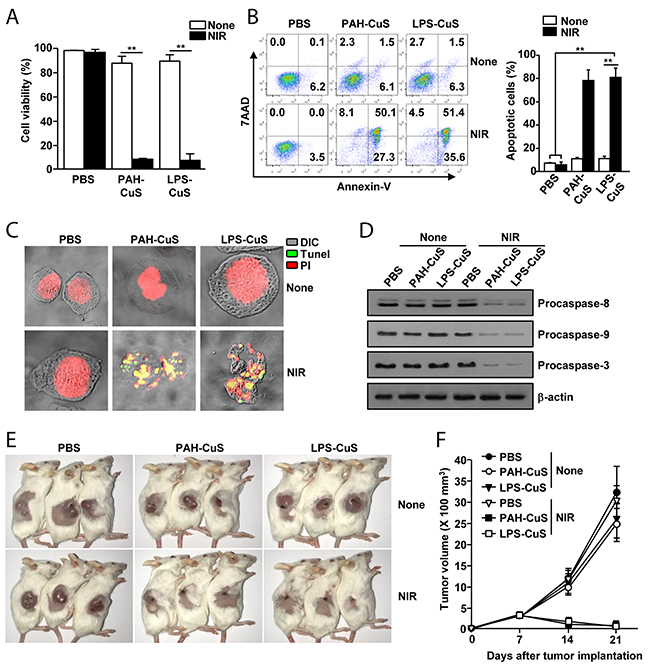 LPS-CuS with laser irradiation promoted anti-cancer effect against CT26 cells in vitro and in vivo.