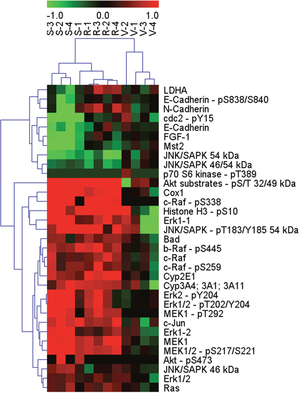 Effects of regorafenib or sorafenib treatment on selected protein analytes in HCC-PDX model 189 by a bead-based multiplex western blot analysis.