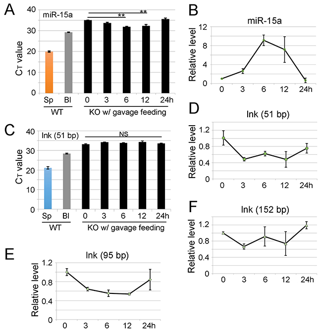 Ingestion of wild type splenocytes slightly increases miR-15a level in miR-15a/16-1 KO blood but fails to increase lnk mRNA in lnk KO mouse blood.