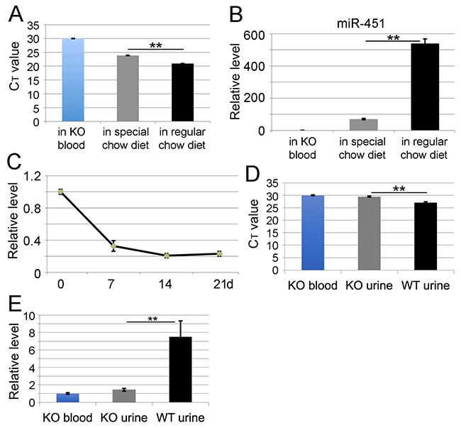 Chow diet-derived miR-451 is present in miR-144/451 KO mice.
