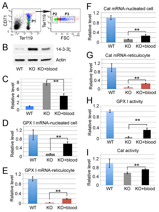 Exogenous miR-451 existing in miR-144/451 KO mice enhances anti-oxidant activity in vivo via increasing the activity of Foxo3 pathway.