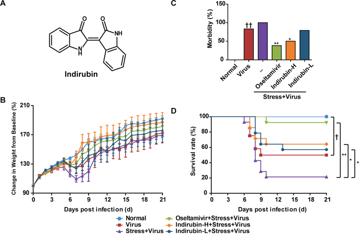 Indirubin attenuates the morbidity and mortality caused by influenza infection in stressed mice.