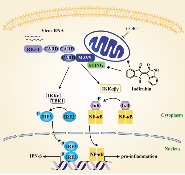 Schematic diagram of the mechanism of indirubin-induced attenuation of H1N1 pathogenesis in the susceptible model.