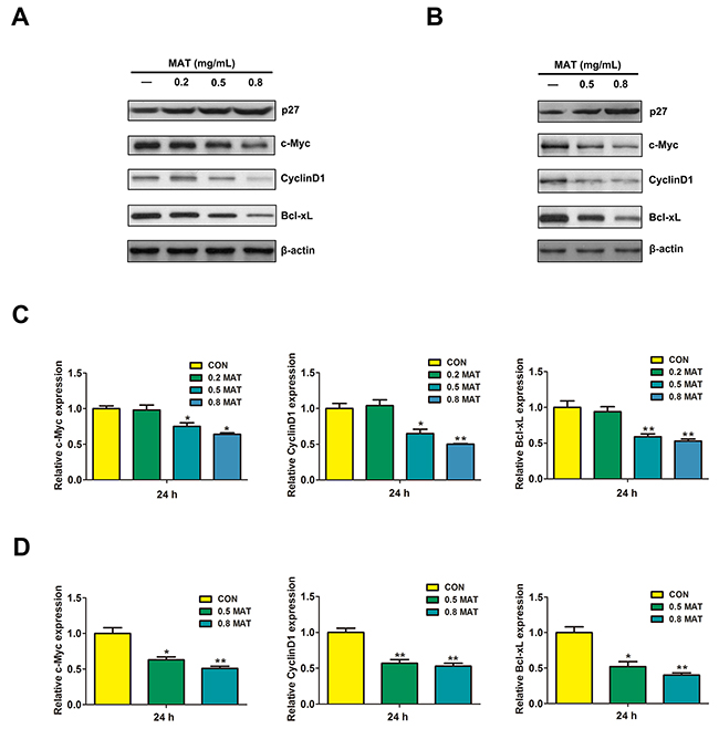 Effects of matrine on the expressions of molecules regulated by ERK/MAPK pathway.