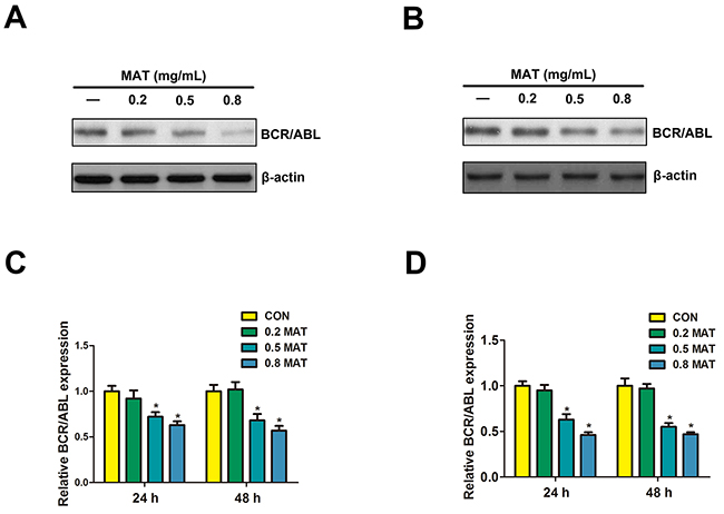 Matrine inhibited Bcr/Abl expression in K562 and HL-60 cells.