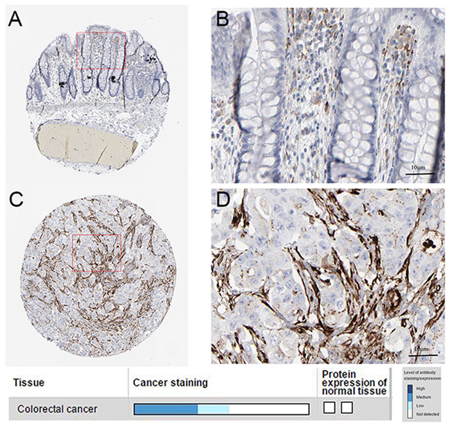 Immunohistochemistry.