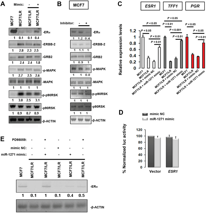 Indirectly modulation of ER&alpha; expression by miR-1271.