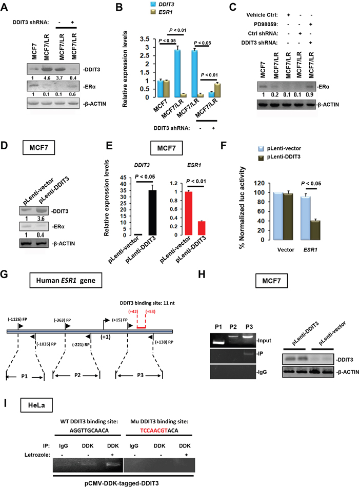 Transcriptional repression of ESR1 by DDIT3.