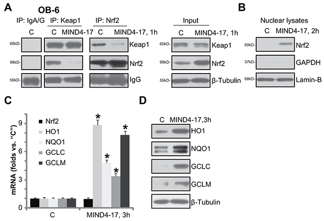 MIND4-17 activates Nrf2 signaling in osteoblasts.