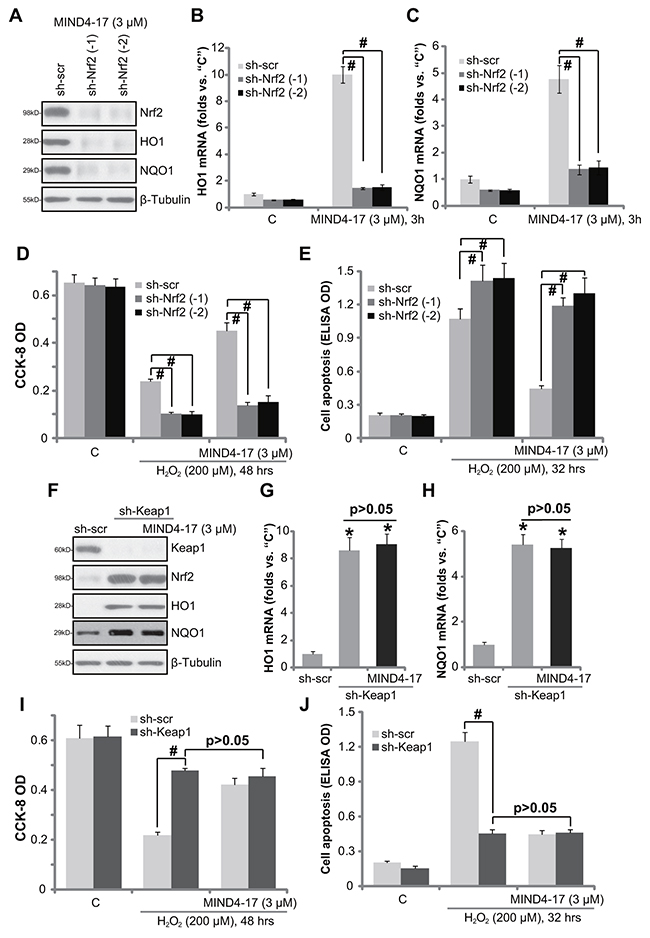 Nrf2 activation is required for MIND4-17-mediated cytoprotection.