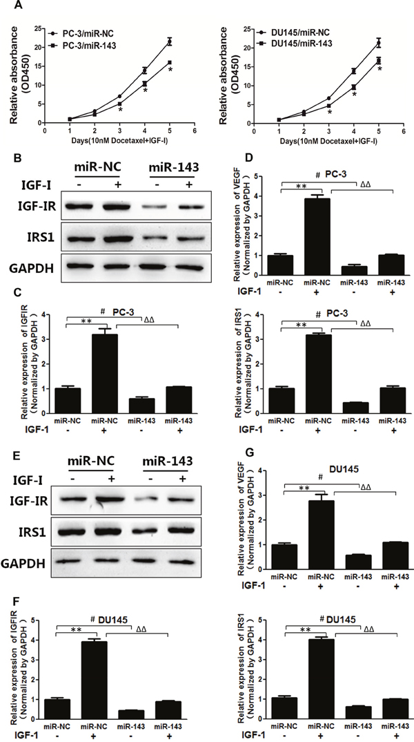 MiR-143 abolished IGF-I-induced IGF-IR, IRS1 expression, VEGF transcriptional activation and chemoresistance in PC cells.
