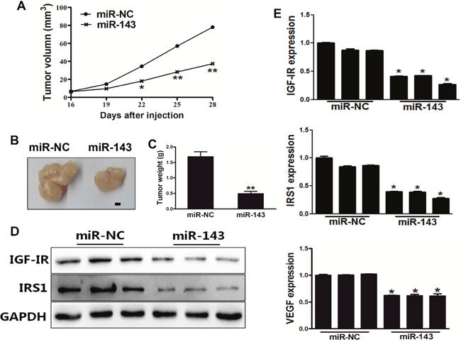 MiR-143 inhibited tumor growth in vivo.