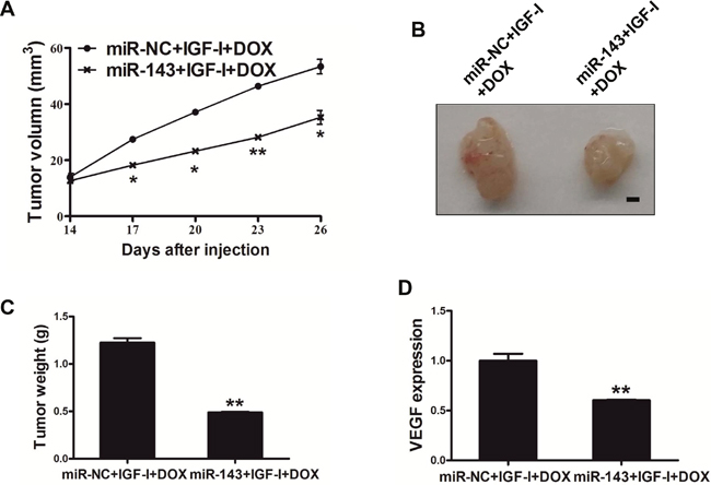 MiR-143 sensitized the PC cells to docetaxel treatment in vivo.