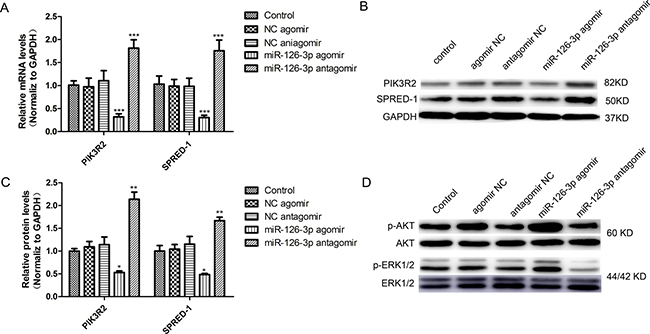 miR-126-3p targeted PIK3R2 and SPRED-1 and activated the ERK1/2 and AKT signaling pathways in HSVECs.