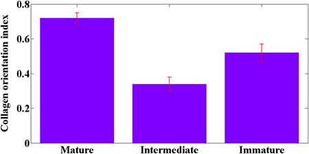 Collagen orientation index in mature, intermediate, and immature stroma.