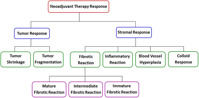 Schematic representation of neoadjuvant therapy response in rectal cancer.