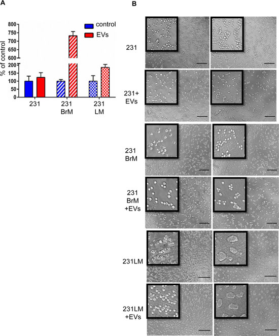 hMSC-EVs induces dormancy of parental but not in their organotropic sub-lines.