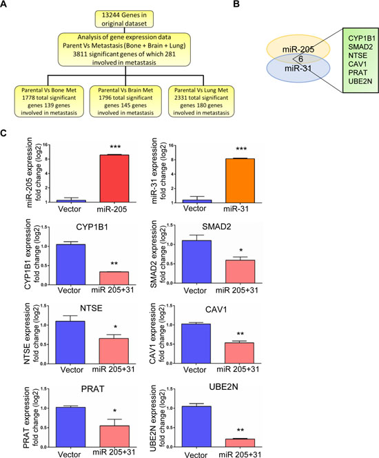 Identification of downstream target for miR-205 and miR-31 in silico and in vitro validation.